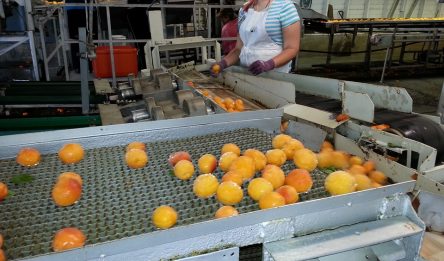 fruit waiting to be packed into polyolefin shrink film