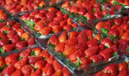 plastic packaging used to protect strawberry punnets
