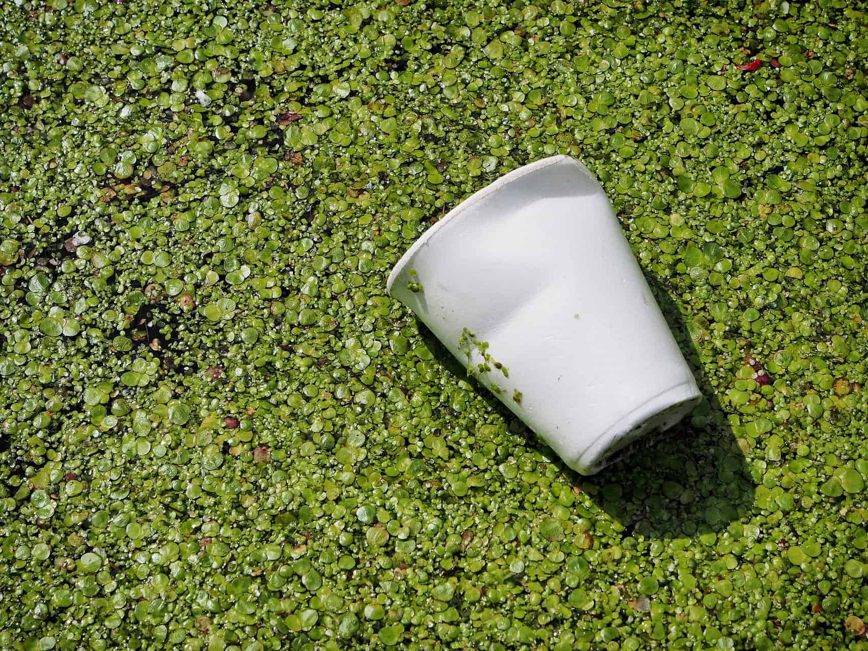 Plastic PLA cup left outside in grassy water